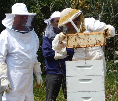 August honey harvest