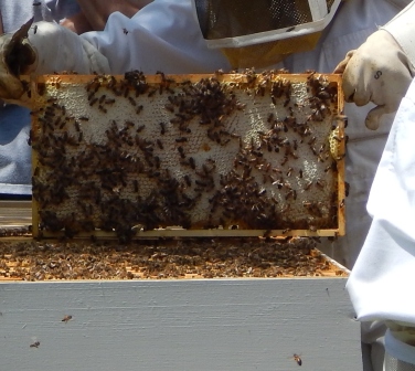 Long hive honey frame