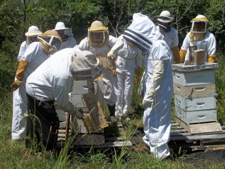 collecting honey