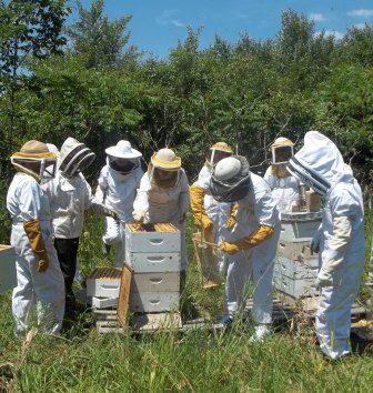 nice day to be in the hives