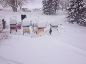 All that snow was beautiful.  Fingers crossed that those are live colonies, not colorful tombstones!