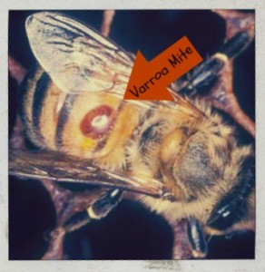 varroa