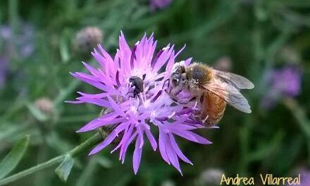 bee on aster