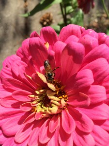 My zinnias are slowing down, but on sunny days, they're still well visited.