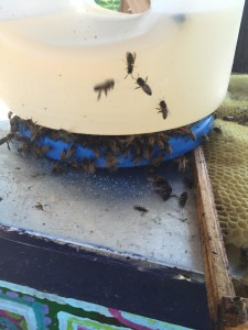 On sunny days, our bees are frantic for this sweet stuff.