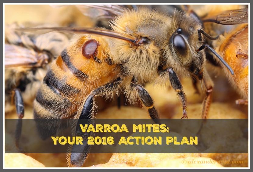 managing varroa mites
