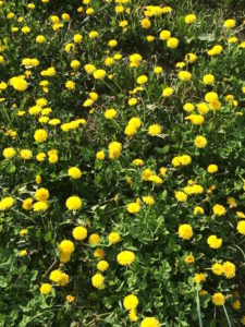 Dandelions are a critical early food for pollinators.