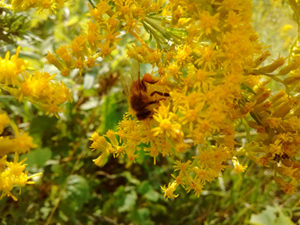 goldenrodbee